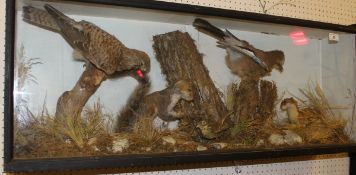 A stuffed and mounted Kestrel, Grey Squirrel, Stoat,