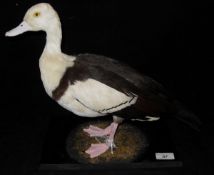 A stuffed and mounted Radja Shelduck or Black-backed Shelduck on a mossy setting and black painted