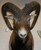 A stuffed and mounted Mouflon shoulder mount head on oval oak mount