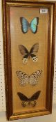 A framed and glazed collection of four exotic butterflies including "Achilles" from Peru,