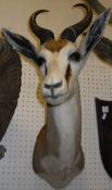 A stuffed and mounted shoulder mount Springbok head and horns bearing label inscribed "Nico Van