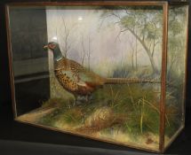 A stuffed and mounted Ring-necked Cock Pheasant by Spicer in naturalistic setting and three-sided