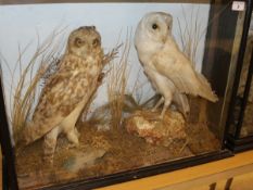 A stuffed and mounted Short-eared Owl and Barn Owl in white in naturalistic setting and three-sided