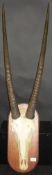 A pair of mounted oryx horns with skull on wooden wall mount CONDITION REPORTS