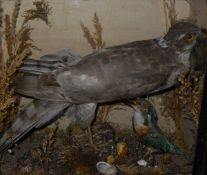 A stuffed and mounted Sparrowhawk with prey and Kingfisher in a glass fronted display case