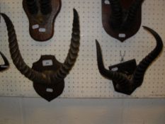 A collection of five pairs of mounted Blesbok antelope horns and another pair similar