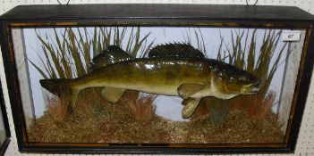 A stuffed and mounted Zander in naturalistic setting and three-sided verre eglomise display case
