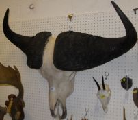 A Cape Buffalo skull with horns