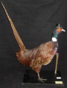 A stuffed and mounted Ring-necked Cock Pheasant in hat and scarf, it's left claw upon a post,