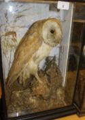 An early 20th Century stuffed and mounted Barn Owl sat in naturalistic setting and four-sided glass
