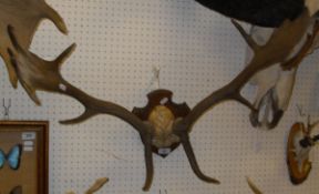 A pair of fallow deer antlers on shield shape mount,