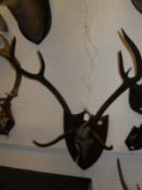A set of 8 point red deer antlers on oak shield shaped mount