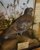 A stuffed and mounted Racing Pigeon in naturalistic setting and three-sided glazed display case,