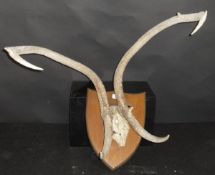 A pair of mounted Elk antlers on shield shaped mount,