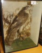 An early 20th Century stuffed and mounted Sparrowhawk in naturalistic setting,