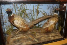 A pair of stuffed and mounted Ring-necked Cock Pheasants in naturalistic setting and three-sided