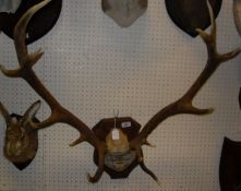 A pair of 12 point red deer antlers inscribed "D.S.S.H.