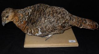 A stuffed and mounted Capercaulle (female) on a plain wooden base,