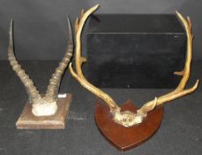 A pair of Fallow Deer antlers on shield shaped mount,