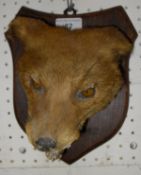 A stuffed and mounted fox mask on shield shaped mount,