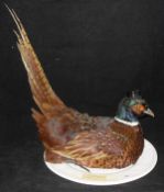 A stuffed and mounted Ring-necked Cock Pheasant in hat, on an oval plate,