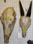 A collection of various mounted horns and unmounted skulls including "Himalayan Thar or Cloud Goat"