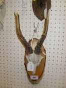 A collection of seven pairs of mounted roe deer antlers and another pair unmounted