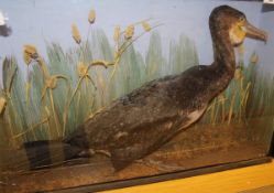 A stuffed and mounted Cormorant set in naturalistic setting and glass fronted display case