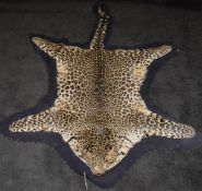 An early to mid 20th Century mounted Leopard skin rug with half head, on blue felt backing,
