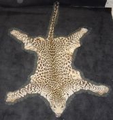 A mounted Leopard skin rug with head on green felt backing in the manner of Gerrard