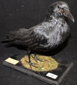 A stuffed and mounted Carrion Crown on a mossy covered black painted base,