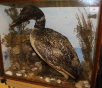 A mid 20th Century Great Northern Diver/Loon in naturalistic setting and glass fronted display case,