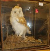 A stuffed and mounted Barn Owl in naturalistic setting and five-sided glass display case (re-cased)