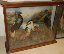 A mid 20th Century pair of stuffed and mounted Himalayan Monal Pheasant,