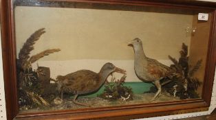 A stuffed and mounted Water Rail and Corn Crake in naturalistic setting and glass fronted display