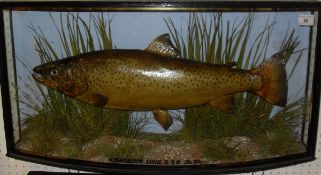 A stuffed and mounted Brown Trout in naturalistic setting and bow fronted verre eglomise glazed