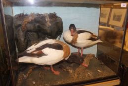 A pair of stuffed and mounted Shelduck in naturalistic setting on seaweed covered rocks,