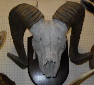 A mounted ram's skull and horns (probably Bighorn) on Gerrard oak shield shaped mount