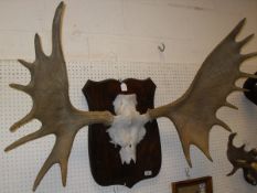 A mounted pair of Moose antlers (17 point) on a shield shaped mount