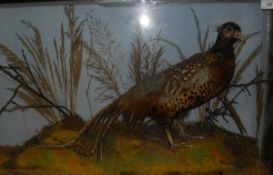 A stuffed and mounted Cock Pheasant housed in naturalistic setting and three sided glass display