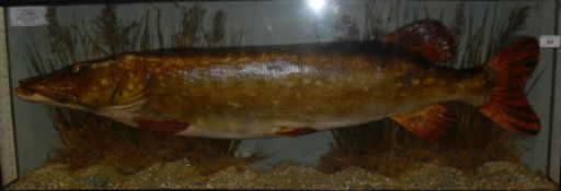 A Pike cast in naturalistic setting and three-sided glazed display case,