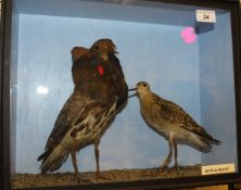 A stuffed and mounted Ruff and Reeve in glass fronted display case,