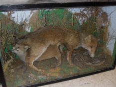 A stuffed and mounted Fox with Cub and Pheasant prey set in naturalistic setting and glass fronted