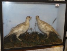 A pair of stuffed and mounted Ptarmigan in winter plumage set in a naturalistic setting and glass