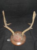 A stuffed and mounted Black Buck head with horns on shield shaped mount,