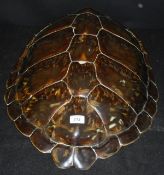 A Green Turtle Shell or Carapace bearing label inscribed "Farmed green Turtle.................