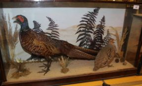 A stuffed and mounted Cock Pheasant with English Partridge set in naturalistic setting and