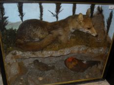 A stuffed and mounted Fox with Jungle Fowl and Water Rail in naturalistic setting and glass fronted