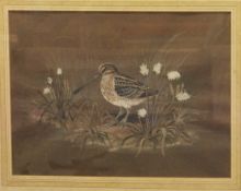 FENNELL "Snipe", watercolour heightened in white, signed lower right and dated '77,