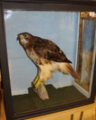 A stuffed and mounted Red-tailed Hawk in three-sided glazed display case